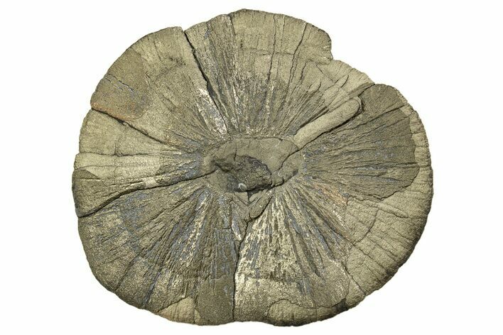 Large, Pyrite Sun - Sparta, Illinois #315844